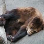 寝熊